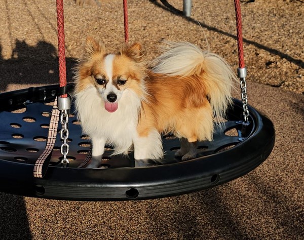 Adopt Piccolo Haliwell (Foster and/or Adoption) from Hillside VIC