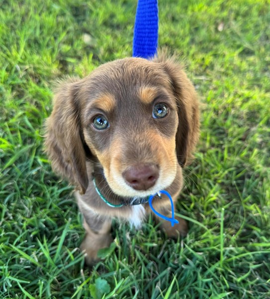Adopt Pretzel from Mudgeeraba QLD AdoptADog