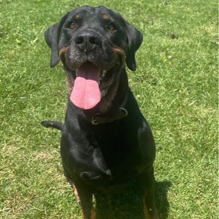 Adopt Rose from Coldstream VIC | Adopt-A-Dog