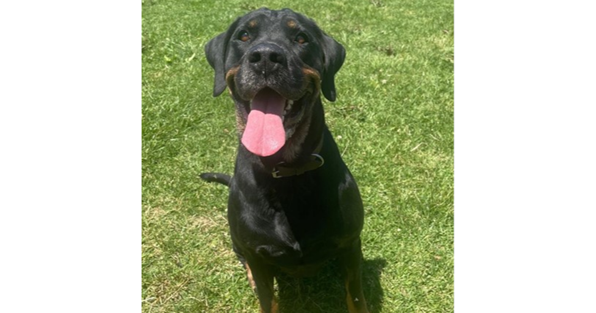 Adopt Rose from Coldstream VIC | Adopt-A-Dog