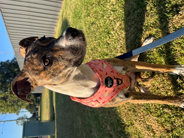 Adopt Poppy (trial) from Singleton NSW | Adopt-A-Dog
