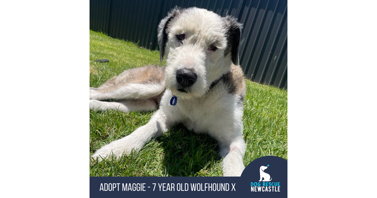 Adopt Maggie (Trial) from Newcastle NSW | Adopt-A-Dog