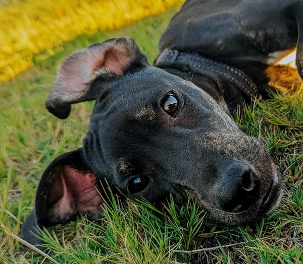 Adopt Chet from Port Kennedy WA | Adopt-A-Dog