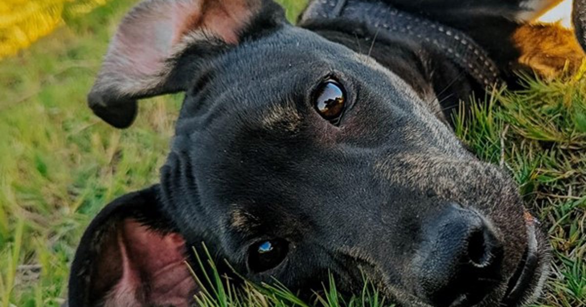 Chet Dogs Adopt Chet from Port Kennedy WA | Adopt-A-Dog