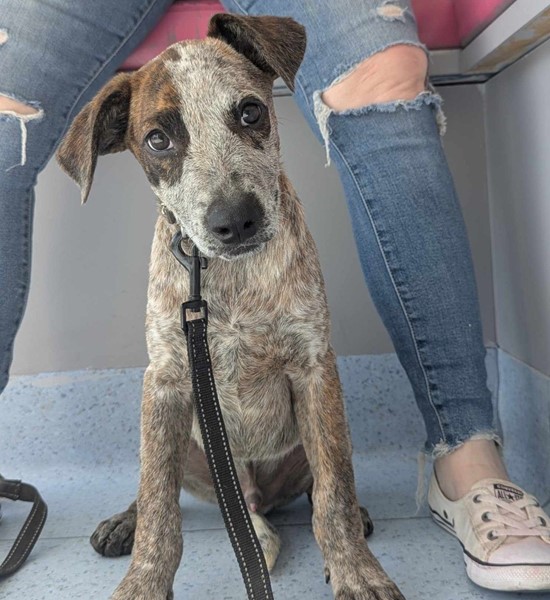 Adopt Gaster from Sunshine West | Adopt-A-Dog