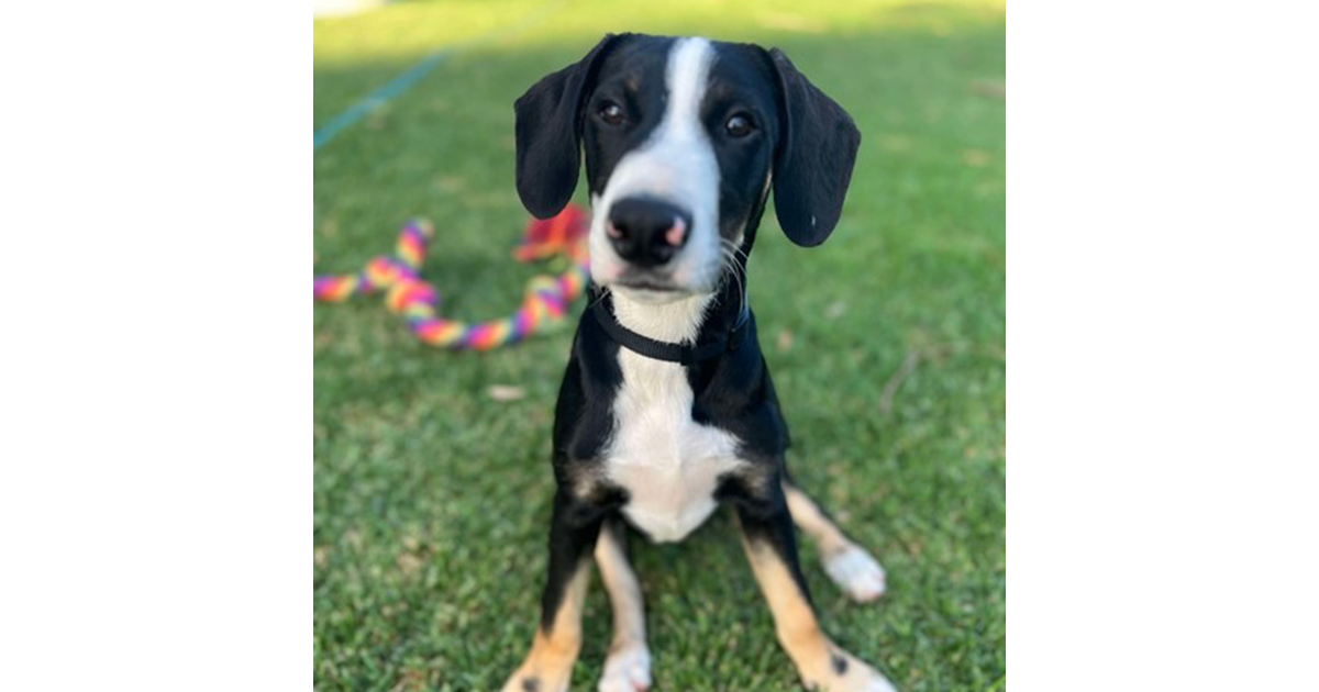 Adopt Tracker From Geelong VIC Adopt A Dog adopt-tracker-from-geelong-vic-adopt-a-dog