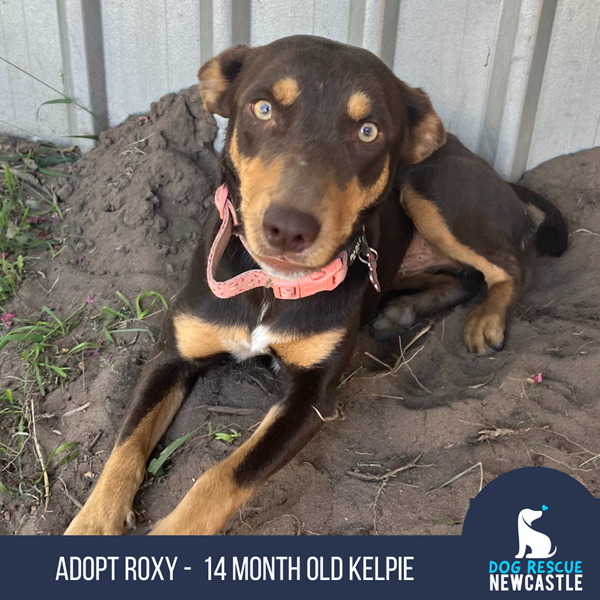 Adopt Roxy from Singleton NSW | Adopt-A-Dog