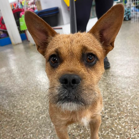 adopt-teddy-from-geelong-vic-adopt-a-dog