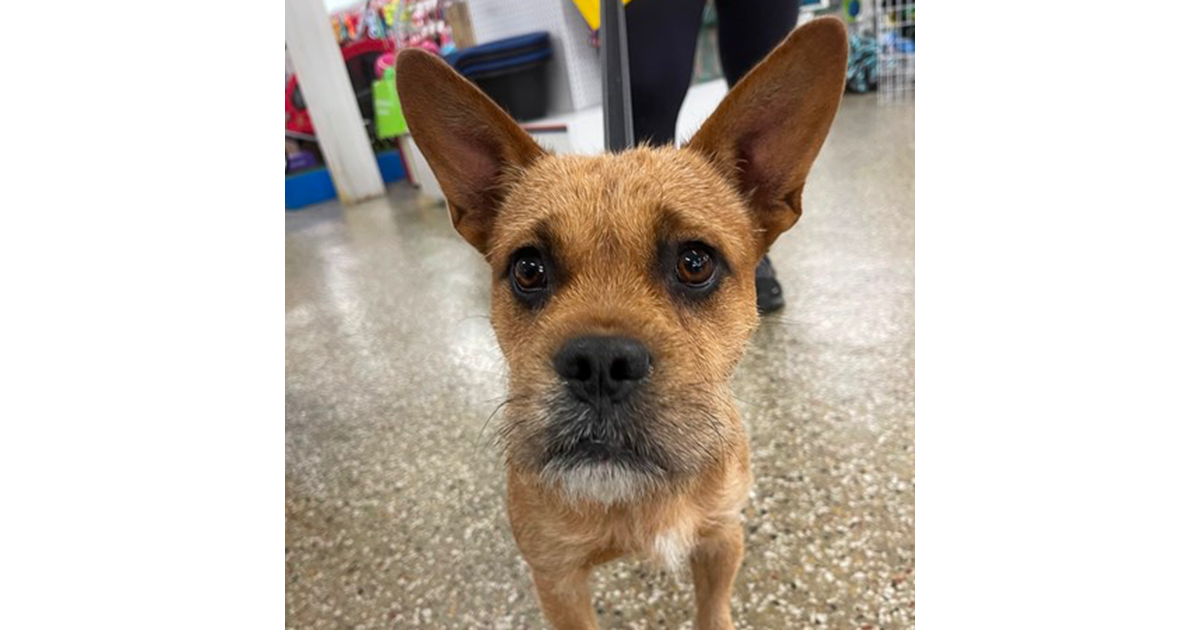 Adopt Teddy From Geelong VIC Adopt A Dog adopt-teddy-from-geelong-vic-adopt-a-dog