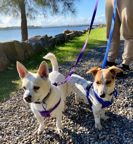 Adopt Penelope from Swansea Heads NSW AdoptADog