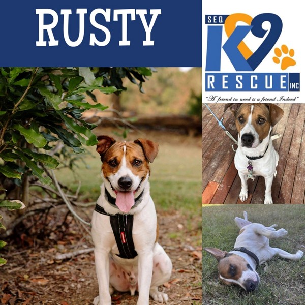 Adopt Rusty from Brisbane QLD | Adopt-A-Dog