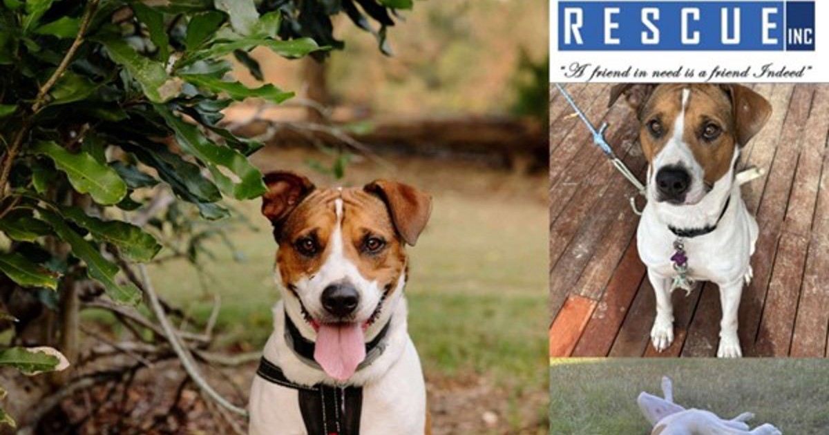 Qld Rescue Adopt Rusty from Brisbane QLD | Adopt-A-Dog