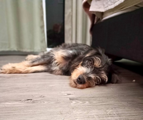Adopt Dizzy Rascal from Strathpine QLD | Adopt-A-Dog