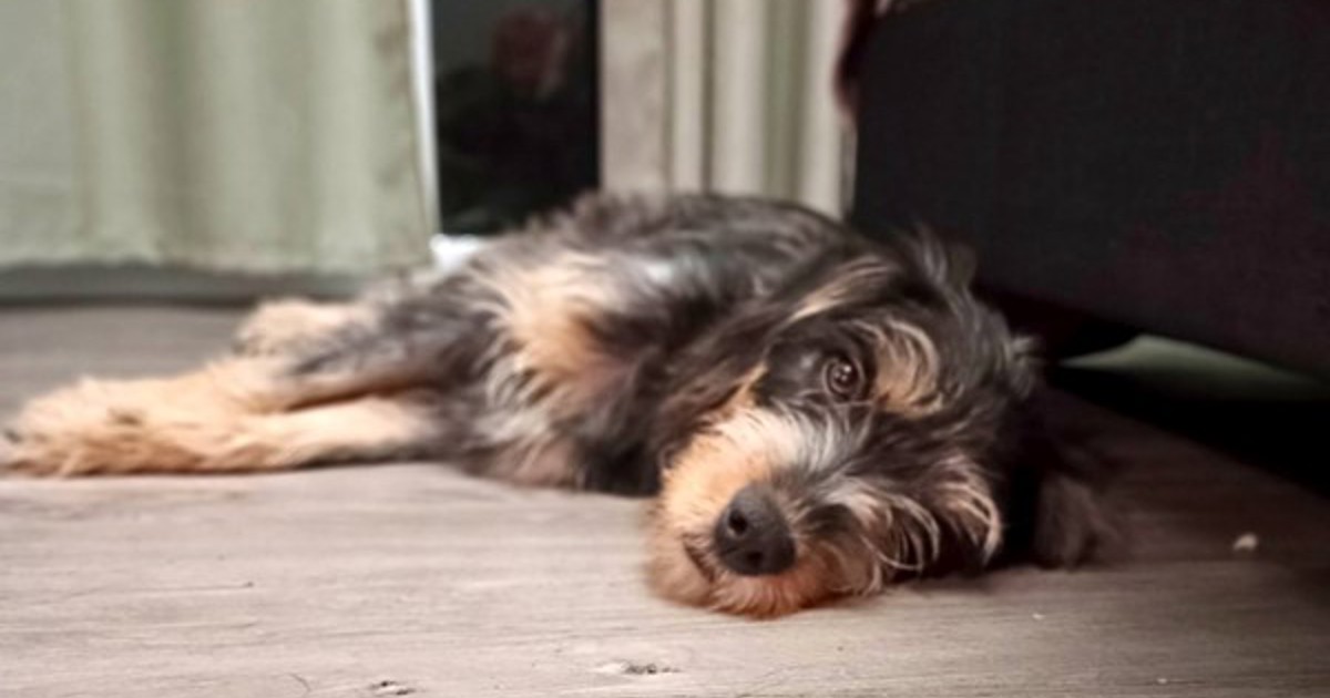Dizzy Rascal Baby Photo Adopt Dizzy Rascal from Strathpine QLD | Adopt-A-Dog