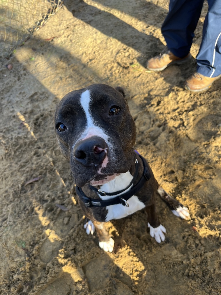 Adopt Betty from Shenton Park WA | Adopt-A-Dog
