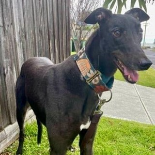 Adopt Lenny from Rye VIC | Adopt-A-Dog